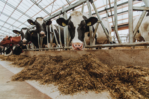 Thức ăn được di chuyển từ nhà kho qua thức ăn chuồng bằng điều khiển máy móc khi những con bò đang háo hức chờ đợi