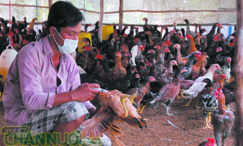 quản lý kinh doanh thuốc thú y - chăn nuôi
