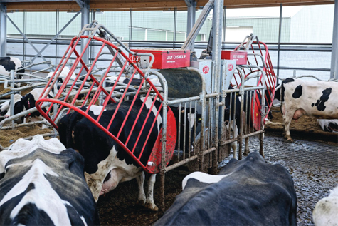 Một số trạm vắt sữa robot trong kho cho phép những con bò đến. Nếu một con bò cố gắng tới robot vắt sữa quá thường xuyên, cánh cổng sẽ mở ra và bò không được vắt sữa