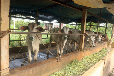 Xây dựng hầm chứa biogas giải quyết ô nhiễm môi trường trong chăn nuôi