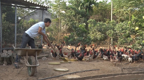  Mô hình nuôi gà thả vườn tại huyện Ba Vì.